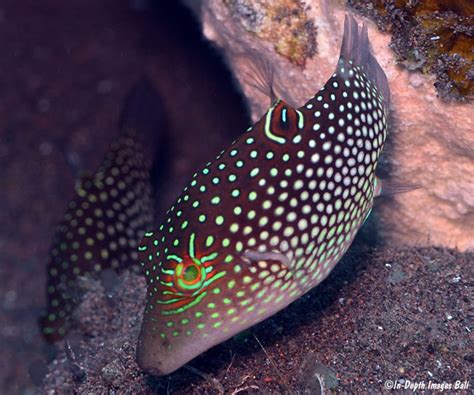 Canthigaster Janthinoptera Bali Indonesia