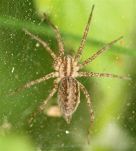 Grass Spider Agelenopsis Bugguidenet