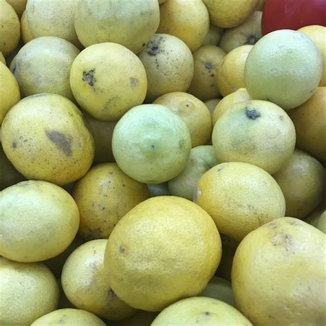 Sweet Lemons Information And Facts