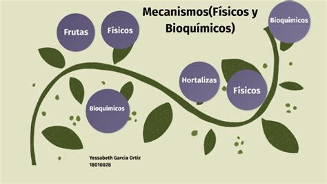 Mecanismosfísicos Y Bioquímicos By Yessabeth Garcia Ortiz On Prezi