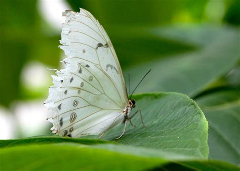 White Butterfly White Butterfly Doug88888 Flickr