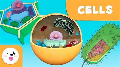The Cell Structure Functions And Its Parts Science For Kids Youtube
