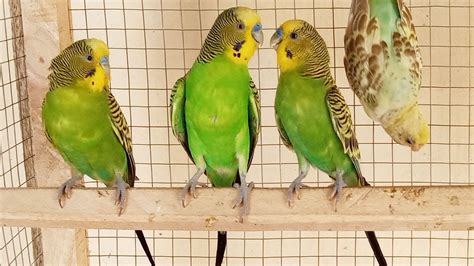 Budgie Sound Hours Budgie Singing Budgie Flock Call And Budgie Mating Call PLAY This Videos