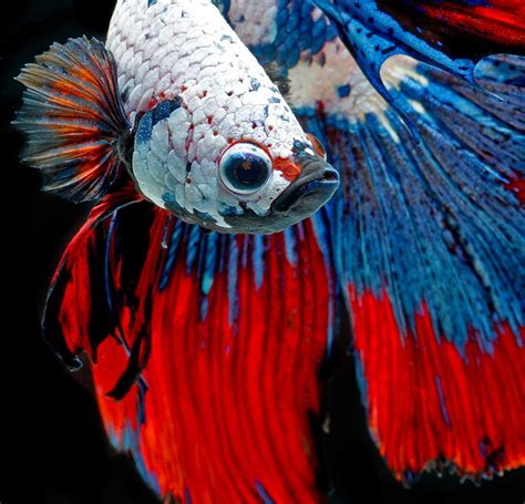 Betta Siamese Fighting Fish Colorful Tropical Wallpapers Hd
