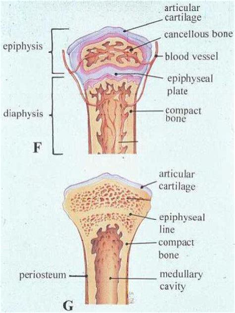 P bone. Эпифизарная пластинка роста кости. Эпифизарные зоны роста костей. Эпифизарный хрящ кости. Эпифизарный хрящ в суставе это.