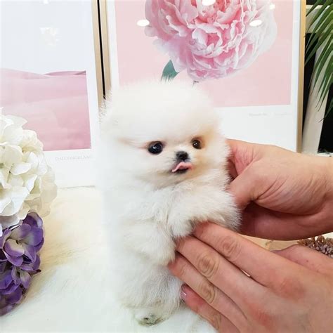 These maltese terrier puppies for sale near me are gentle and fearless dog breeds; teacup pomeranian puppies for sale in 2020 | Pomeranian ...