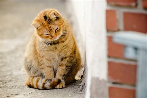 It's certainly on the more unusual side of cats. Petset.com - A website for humans and their furry best friends