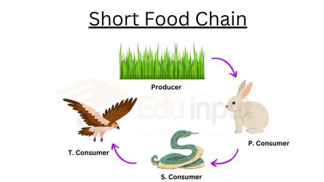 Short Food Chain Example And Advantages