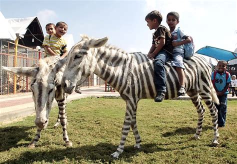 Zebra Gaza Zoo Cairo Zoo Denies Painting A Donkey And Passing It Off