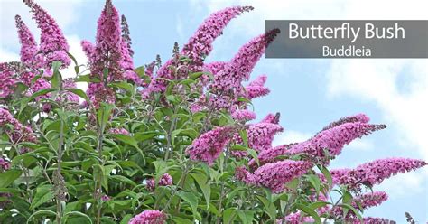 Buddleia Butterfly Bush Care How To Grow And Care For
