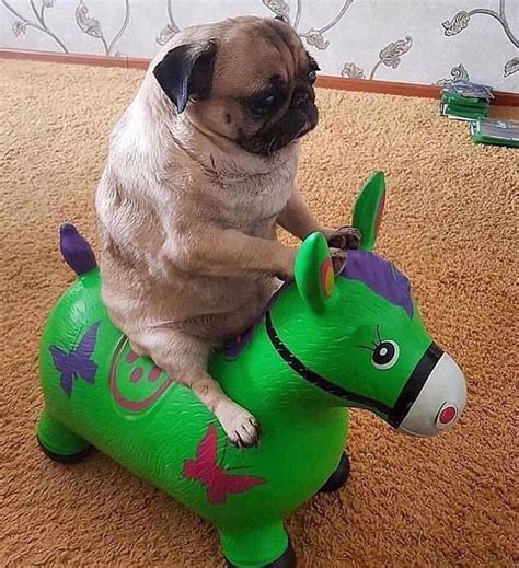 The Stylish Pug On Instagram Yey Is He Having Fun😅 Comment