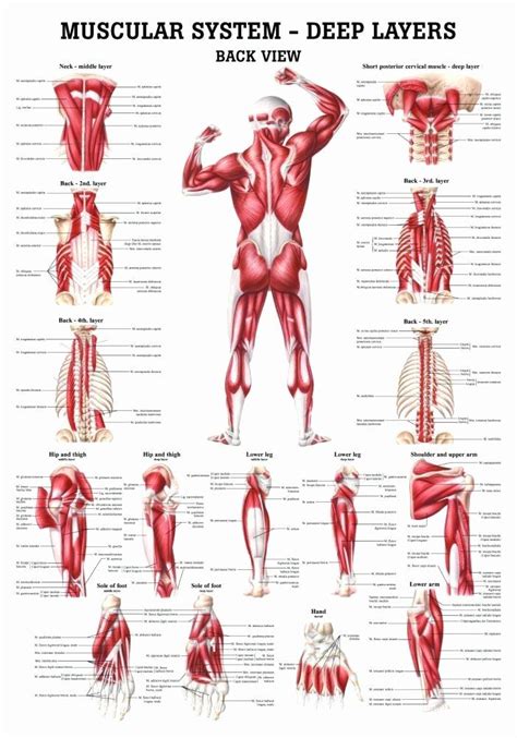 Muscle Anatomy Chart New The Muscular System Deep Layers Back Laminated Anatomy Muscle Anatomy