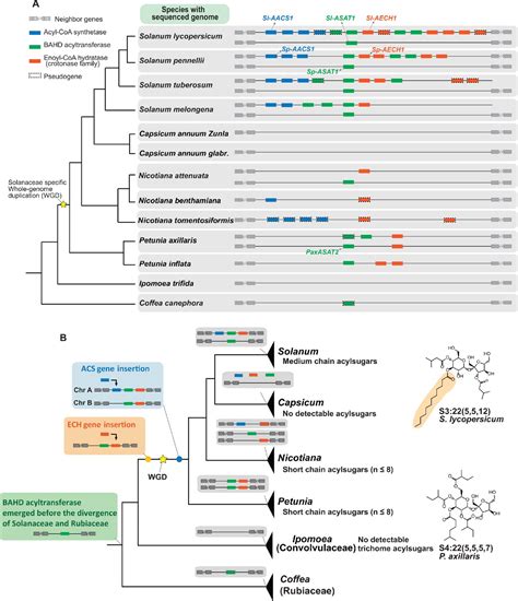 Figures And Data In Evolution Of A Plant Gene Cluster In Solanaceae And