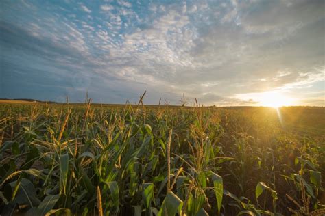 Fundo Campo De Milho Ao Pôr Do Sol Na época Da Colheita Do Final Do