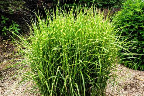 Milkweed Plant With Green Spiky Balls 12 Best Ornamental Grasses For