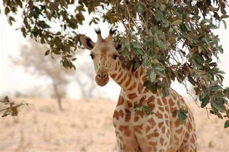 Nigerian Animal Of The Week Week 3 West African Giraffe Rnigeria