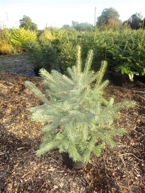As you would expect, the weeping norway spruce must be reproduced in a special way to preserve its unique habit. Pot-Grown Blue Spruce - Send Me A Christmas Tree