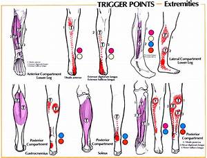 Knee Gadibody