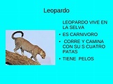 Calaméo - Ficha: Leopardo