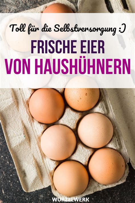Maybe you would like to learn more about one of these? Es lebe das Haushuhn! Hühner halten im Garten - Wurzelwerk ...
