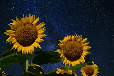 Starry Night Sunflowers Lawrence Kansas Summer Photos Photo