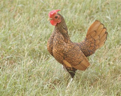 sebright chicken characteristics origin breed info and lifespan