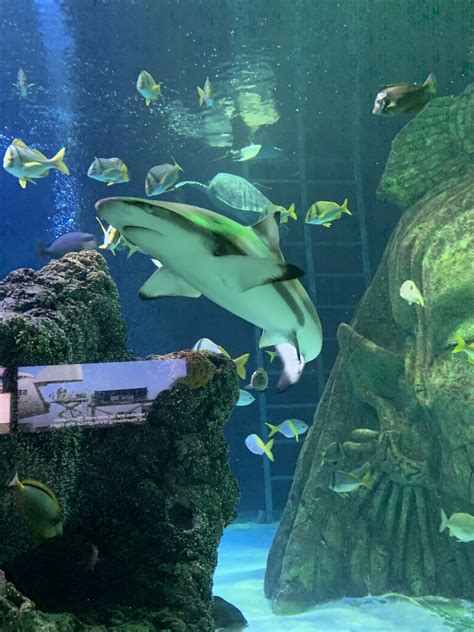 Youll Be Able To Swim With Sharks At The Trafford Centre Soon Proper