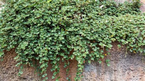 What Is Crinkle Leaf Creeper Growing Creeping Raspberry Plants In The
