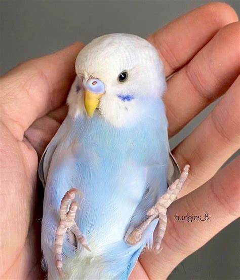 Budgies8 On Instagram The Baby Budgie With One Month Old 😊 Look At