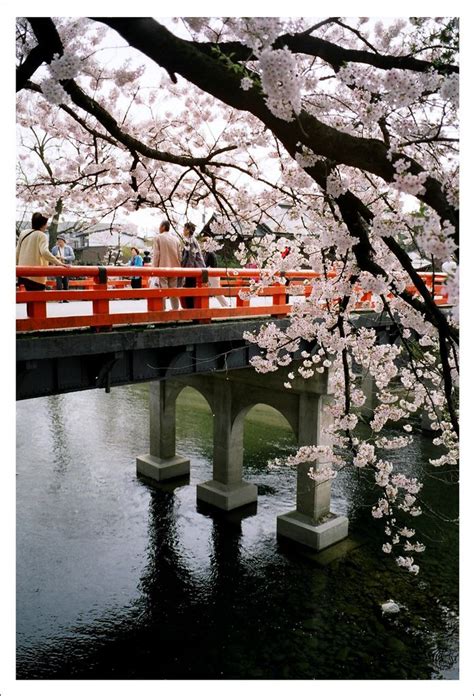 Cherry Blossoms Over A Bridge Cherry Blossom Japan Cherry Blossoms