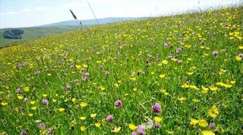 Conservationists Warn Of Hay Meadow Decline Bbc News