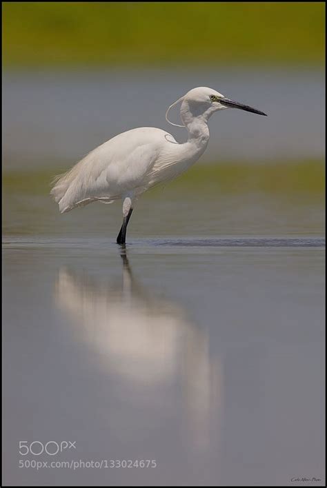 White Elegance White Elegance Elegant Beautiful Birds