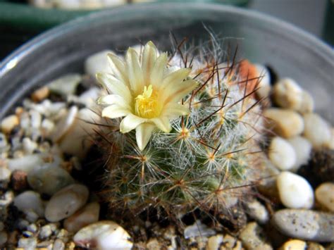 The following guide is intended to help you transplant columnar cacti seedlings. When to transplant cactus? - Only Cactuses
