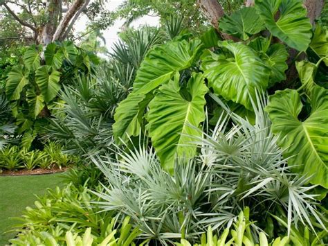 Plantas Tropicales Sus Increíbles Características Plantas
