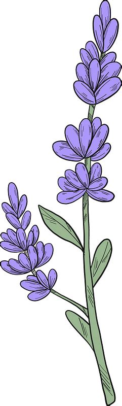 Lavender Plant Clipart