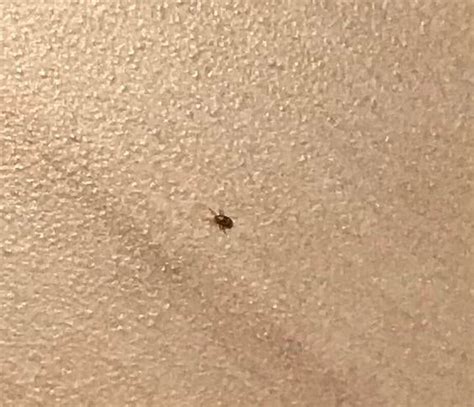 Help What Is This Teeny Tiny Brown Bug Crawling On My Phone Whatsthisbug