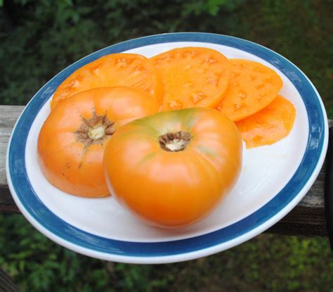 Barnes Mountain Orange Tomato Certified Organic Seeds Tomatoes