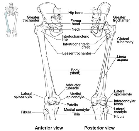 Femur, upper bone of the leg or hind leg. Bones of the Lower Limb | Anatomy and Physiology I