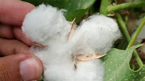 How To Grow Cotton Cotton Plant Life Cycle How Cotton Is Produced