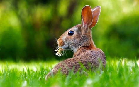 Hare Wallpapers Top Free Hare Backgrounds Wallpaperaccess