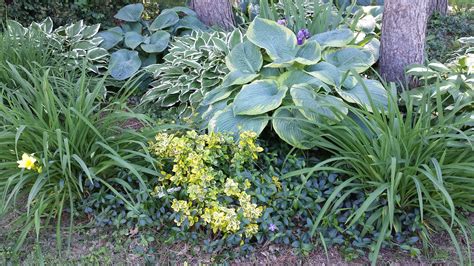 Our Garden Design With Hosta And Ground Cover
