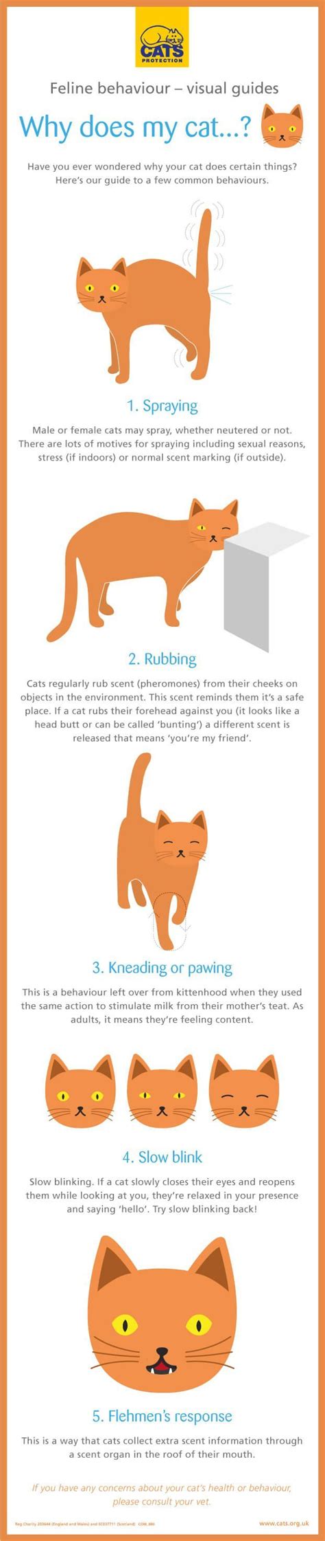 Feline Behaviour Explained Why Does My Cat Cat Behavior Cat Care