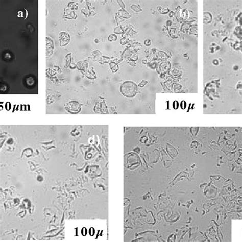 Light Microscopy Of Tapioca Starch Granules Of A Native Starch A