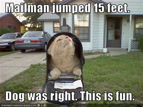 21 Funny Cat Captions Random Funny Cat