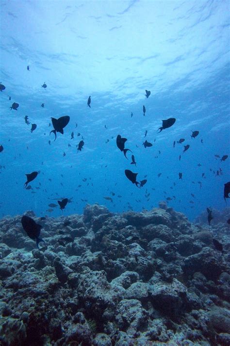 Diving Maldives Shoal Of Red Toothed Triggerfish Diving M Flickr