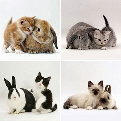 Learn what behavior is normal and when to see your veterinarian. Cats and Bunnies, Friends Forever | Cuteness Overflow