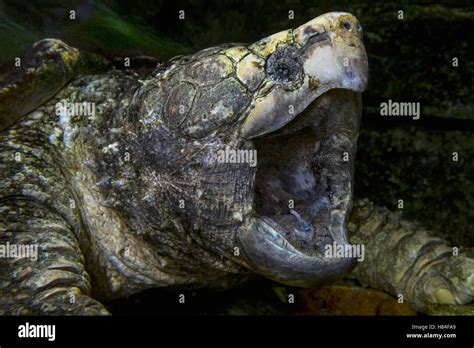 Alligator Snapping Turtle Macrochelys Temminckii Stock Photo Alamy