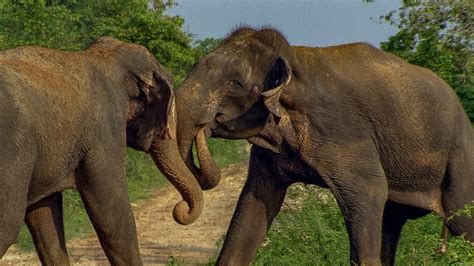 male elephants in must fight for dominance bbc earth