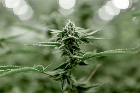 Uses Of Cannabis Sativa Parts | Growing Marijuana Blog