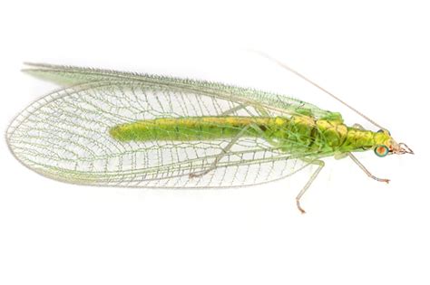 Green Lacewings Know The Good Guys In Your Pear Orchard Wsu Tree